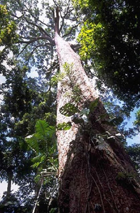 Santos Mahogany Tree